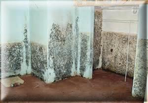 Mold Mould Walls Remediate Black Mold Water Moisture